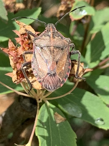 Pseudatelus Raptorius Pseudatelus limatus · iNaturalist