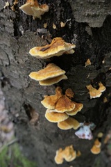 Pycnoporellus fulgens