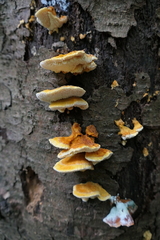 Pycnoporellus fulgens
