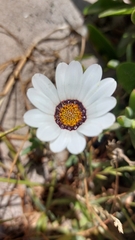 Dimorphotheca nudicaulis