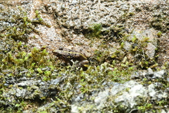 Fejervarya multistriata