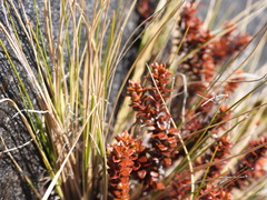 Epacris