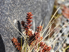 Epacris