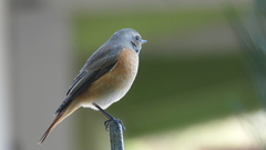 Phoenicurus phoenicurus