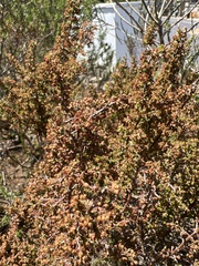 Erica paniculata