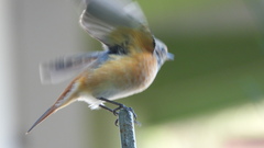 Phoenicurus phoenicurus