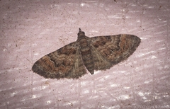 Mnesiloba eupitheciata