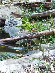 Symposiachrus trivirgatus