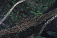 Acanthosaura lepidogaster