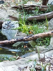 Symposiachrus trivirgatus