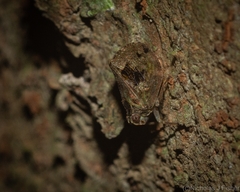 Cotylana angustifrons