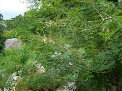 Apoplanesia paniculata