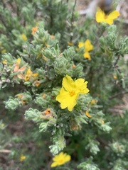 Hibbertia crinita