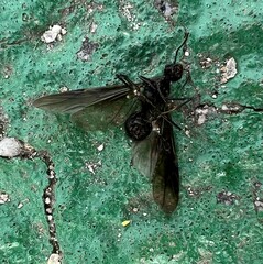 Polyrhachis lamellidens