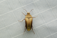 Ripiphoridae