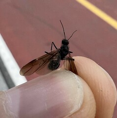 Polyrhachis lamellidens