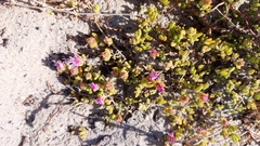 Drosanthemum candens