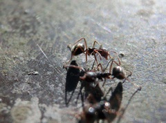 Dolichoderus thoracicus