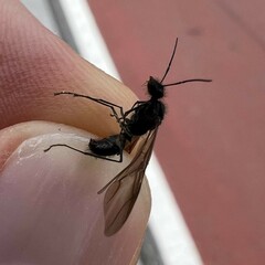 Polyrhachis lamellidens