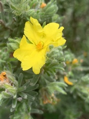 Hibbertia crinita