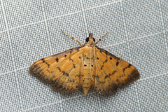 Herpetogramma hipponalis