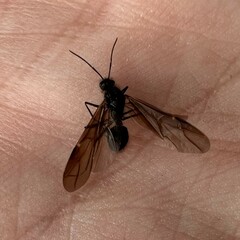 Polyrhachis lamellidens