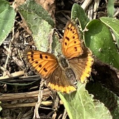 Lycaena dispar