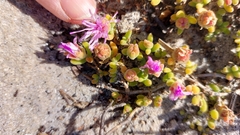 Drosanthemum candens