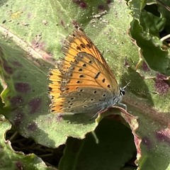 Lycaena dispar