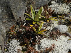 Celmisia spectabilis spectabilis