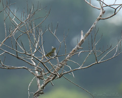 Euphonia chrysopasta