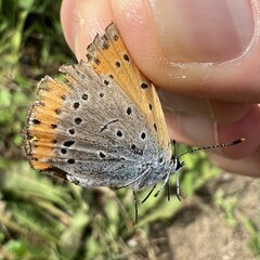 Lycaena dispar