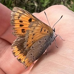 Lycaena dispar