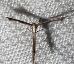 Stenoptilodes taprobanes