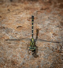 Hemigomphus