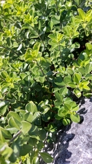 Psoralea bracteolata