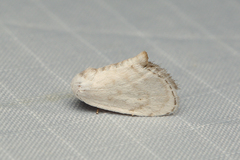 Niphopyralis