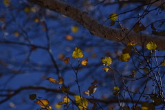 Betula platyphylla