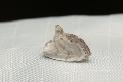 Niphopyralis