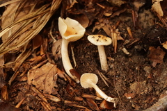 Hygrophorus unicolor