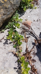 Psoralea bracteolata