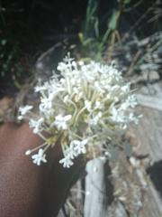 Centranthus ruber