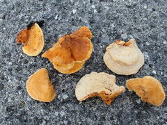 Pycnoporellus fulgens