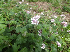 Pelargonium australe