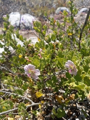 Anisodontea