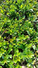 Sideroxylon inerme inerme