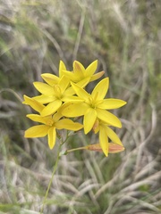 Ixia odorata