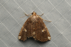 Amyna apicipuncta