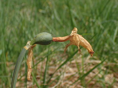 Narcissus pseudonarcissus
