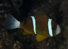Amphiprion akindynos